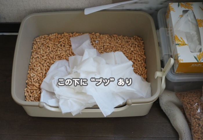 14日夕ブログ５