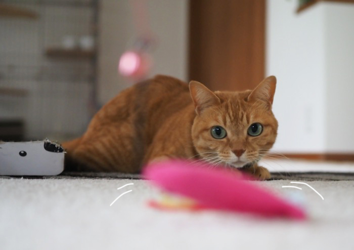 9日夕ブログ５