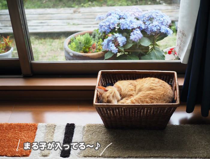 26日夕ブログ７