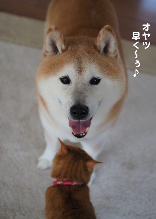 12日夕ブログ4