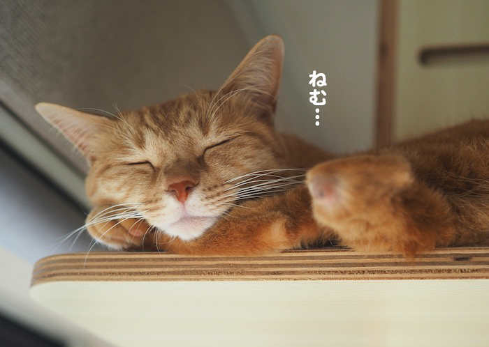 9日夕ブログ３