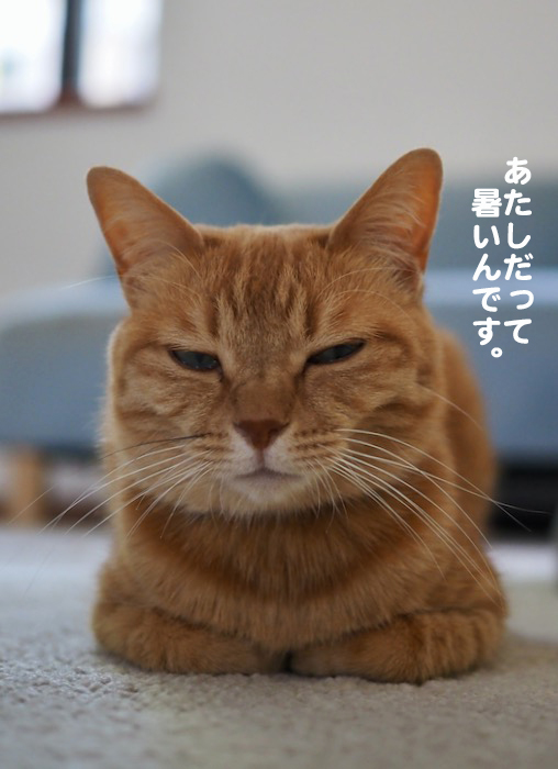 28日夕ブログ３