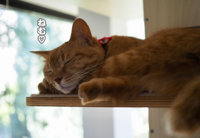 6日夕ブログ４