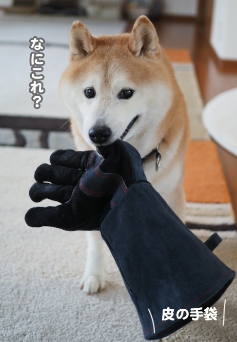 1日夕ブログ３