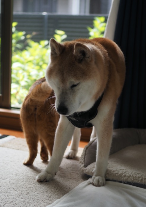 8日夕用６