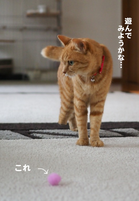 9日夕ブログ２