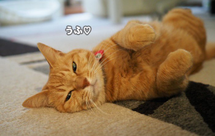 25日夕ブログ4