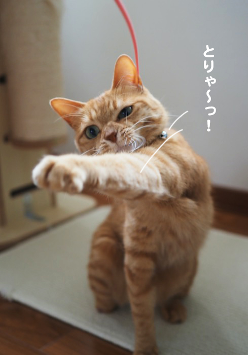 4日夕ブログ９