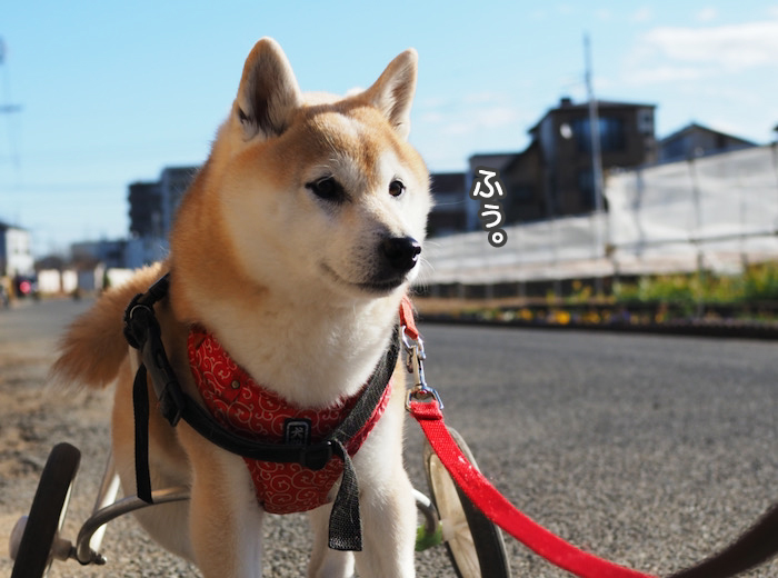 散歩が好きじゃない犬のリアル散歩 湘南凸凹柴wan日記 Powered By ライブドアブログ