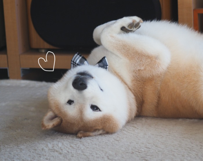 モールアート☆柴犬☆へそてん へそ天🫠 #柴犬 #しばいぬ #しば #柴 #shiba #shibainu #柴犬の