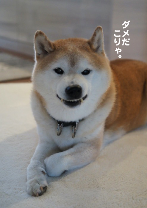 12日夕ブログ１４