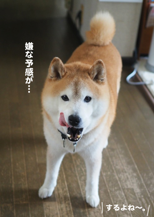 20日夕ブログ３
