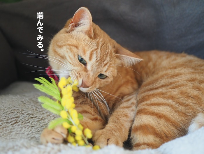 9日夕ブログ４
