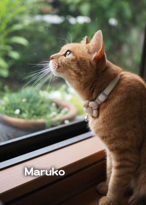 29日ブログ２