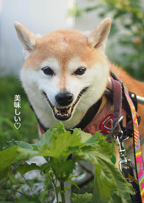 8日夜ブログ５