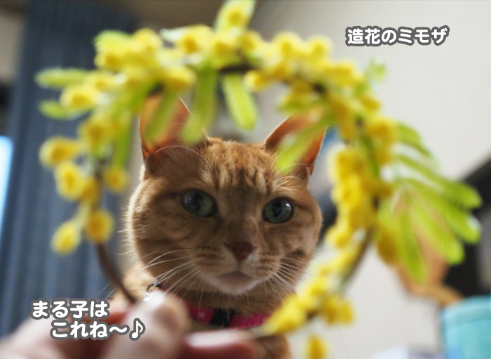 9日夕ブログ２