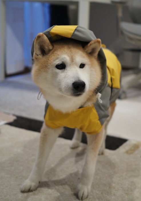 6日夕用５