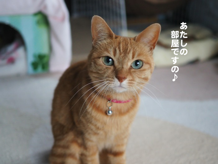 15日夕ブログ１１