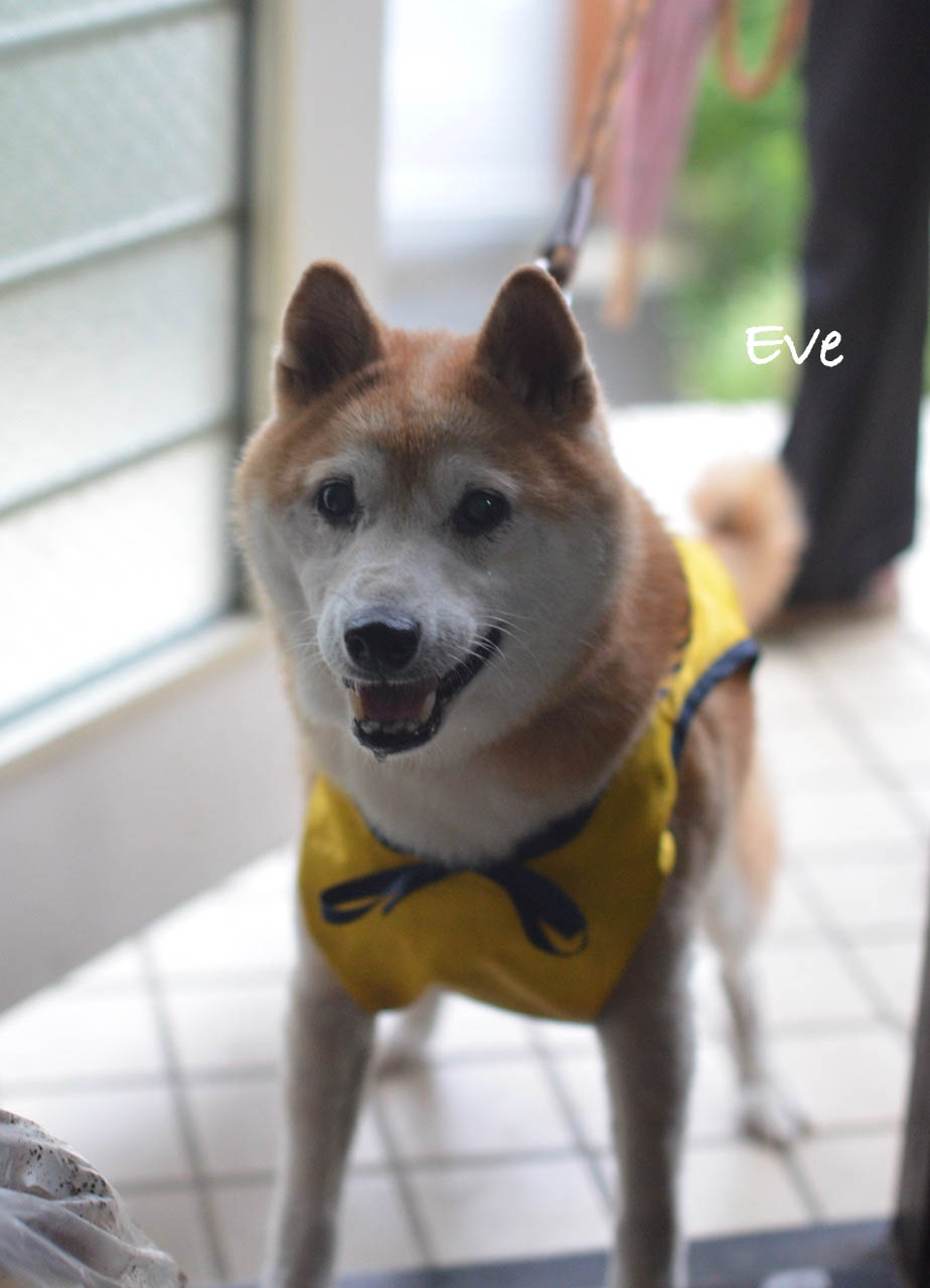 愛犬に 老い を感じる時 湘南凸凹柴wan日記 Powered By ライブドアブログ