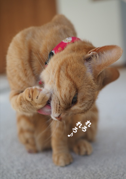 18日夕ブログ５