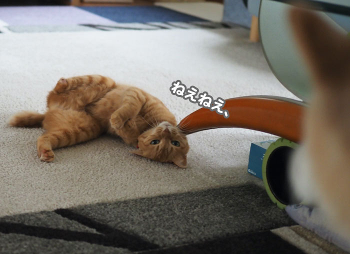7日夕ブログ６