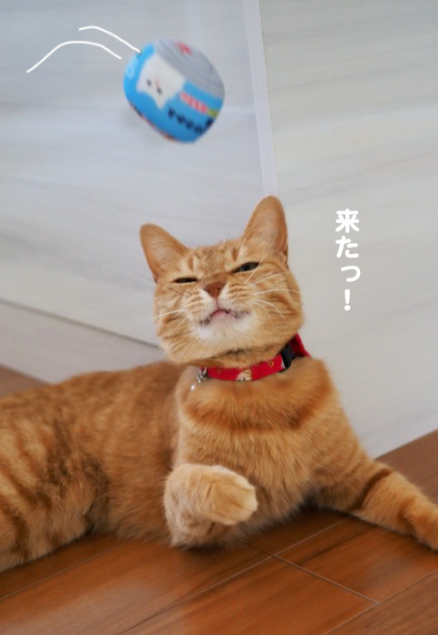 8日夕ブログ７