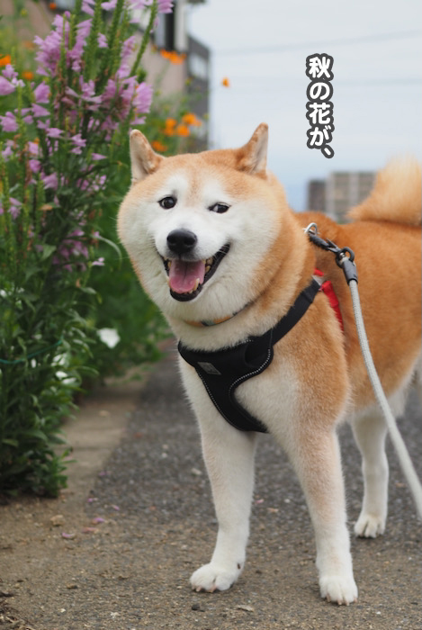 8日夕ブログ３