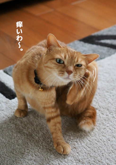 14日夕ブログ３