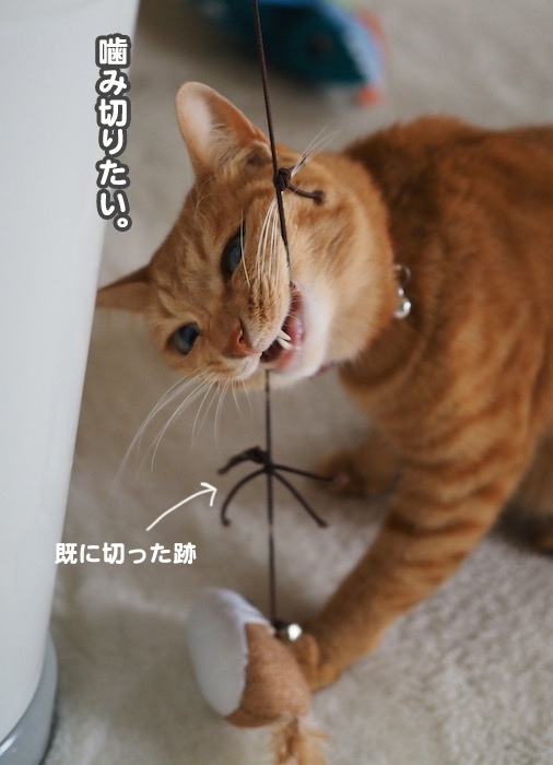 10日夕ブログ２