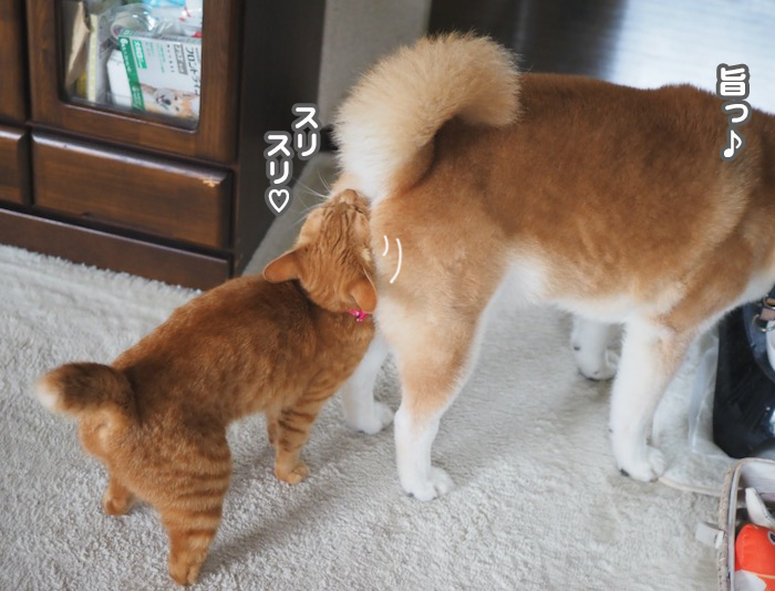 9日夕ブログ６