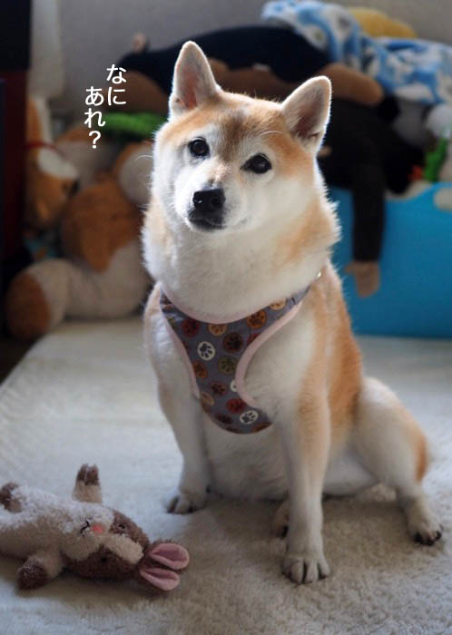 26日ブログ４