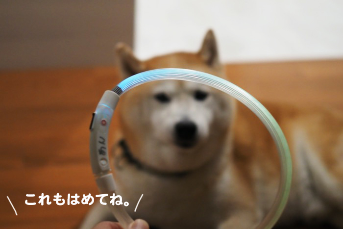 16日夕ブログ６