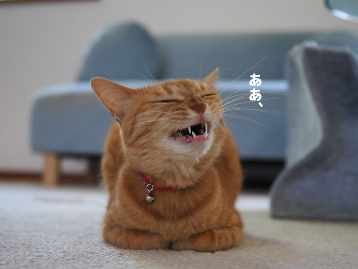 28日夕ブログ６