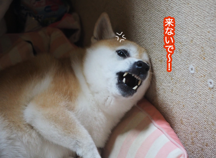 21日夜ブログ７