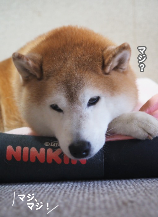 26日夕ブログ４