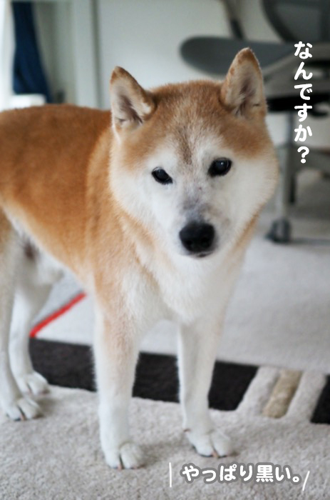 13日の夕ブログ６