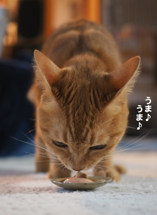 15日夕ブログ７