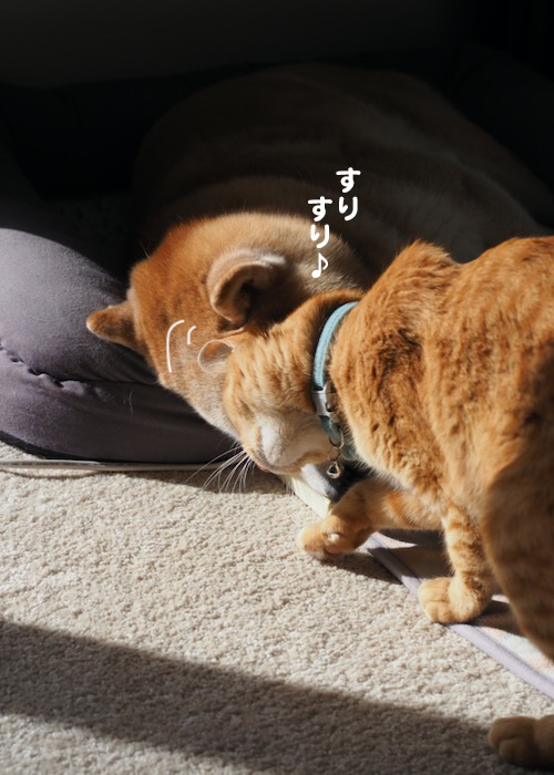 18日夕ブログ4