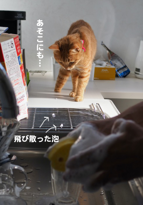 21日夕ブログ４