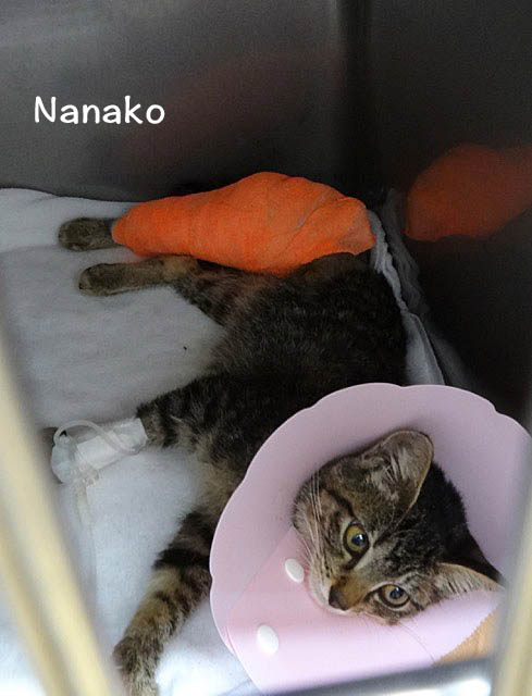 17日ブログ5