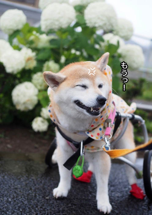 19日夕ブログ８