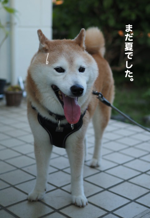 20日夕ブログ７