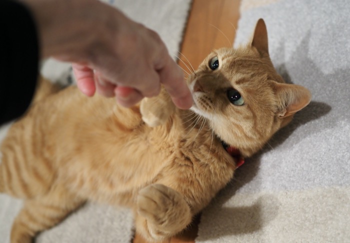 12日夕用2
