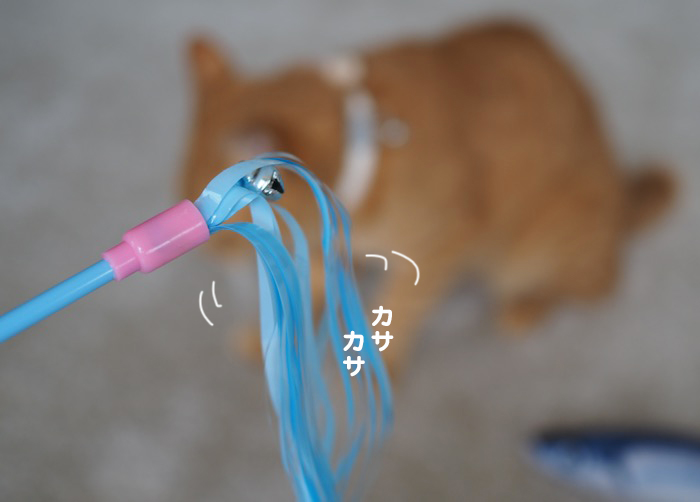 26日夕ブログ７