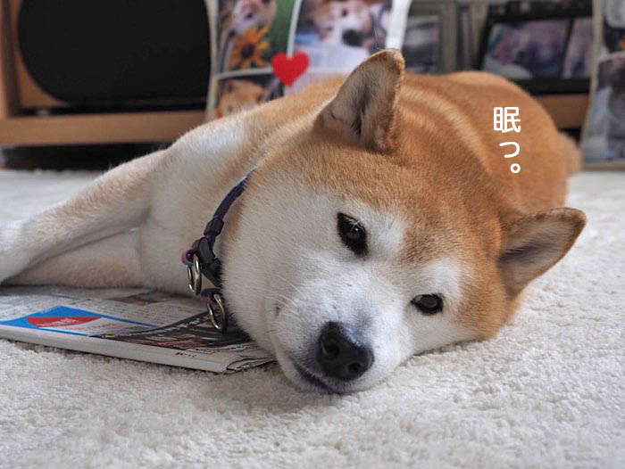 19日夜ブログ７