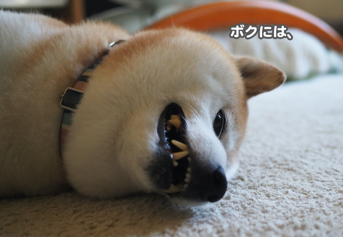 26日ブログ４