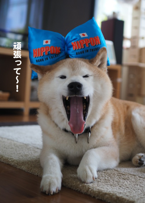 1日ブログ１