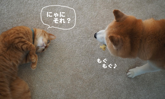 11日夕ブログ４