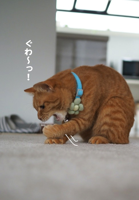6日夕ブログ４
