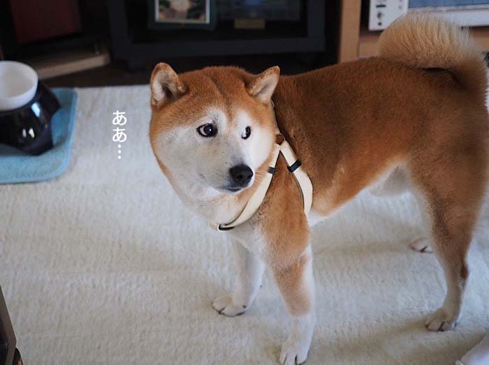 13日ブログ7